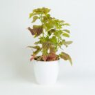 PLANTS- SET-02 020 DSCF0761