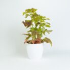 PLANTS- SET-02 021 DSCF0764