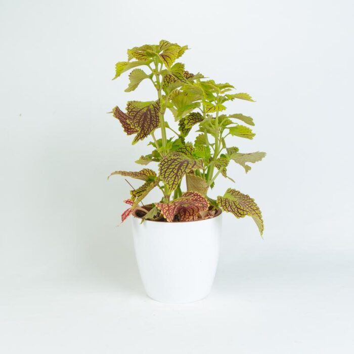 PLANTS- SET-02 021 DSCF0764 PLANTS- SET-02 021 DSCF0764