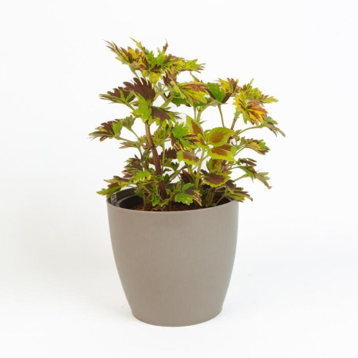 PLANTS- SET-02 028 DSCF0778 PLANTS- SET-02 028 DSCF0778