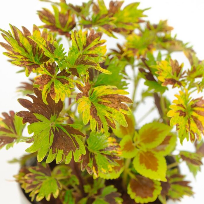 PLANTS- SET-02 029 DSCF0781 PLANTS- SET-02 029 DSCF0781