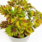 PLANTS- SET-02 030 DSCF0784