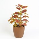 PLANTS- SET-02 031 DSCF0786