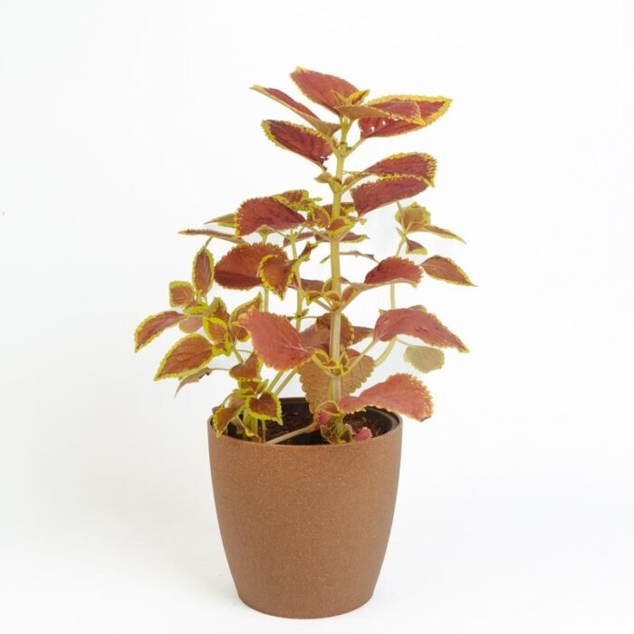 PLANTS- SET-02 031 DSCF0786 PLANTS- SET-02 031 DSCF0786