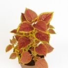 PLANTS- SET-02 033 DSCF0792