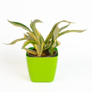 Sanseveria - golden