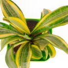 PLANTS- SET-02 042 DSCF0814