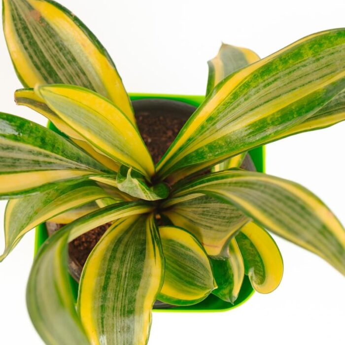 PLANTS- SET-02 042 DSCF0814