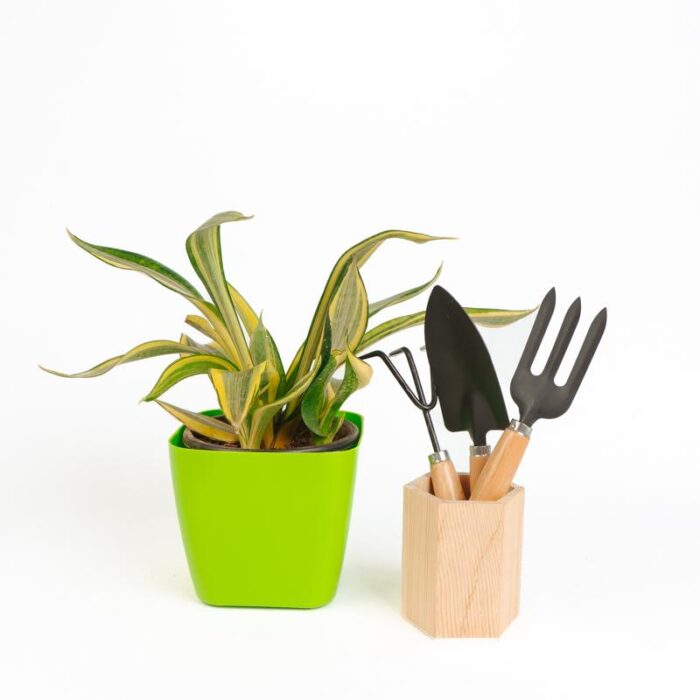 PLANTS- SET-02 043 DSCF0816