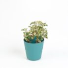 PLANTS- SET-02 045 DSCF0825