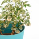 PLANTS- SET-02 046 DSCF0828