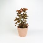 PLANTS- SET-02 055 DSCF0852