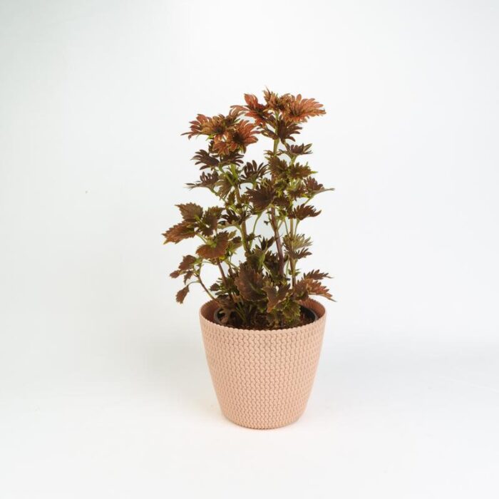 PLANTS- SET-02 055 DSCF0852 PLANTS- SET-02 055 DSCF0852