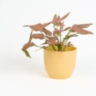 PLANTS- SET-02 061 DSCF0874