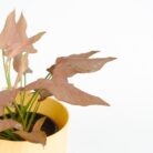 PLANTS- SET-02 062 DSCF0876