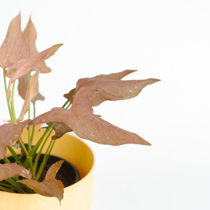 PLANTS- SET-02 062 DSCF0876 PLANTS- SET-02 062 DSCF0876