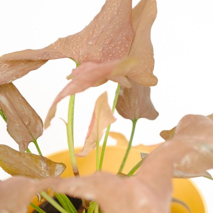 PLANTS- SET-02 063 DSCF0879 PLANTS- SET-02 063 DSCF0879