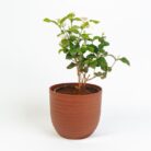 PLANTS- SET-02 067 DSCF0891