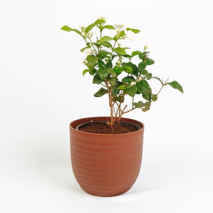 PLANTS- SET-02 067 DSCF0891 PLANTS- SET-02 067 DSCF0891