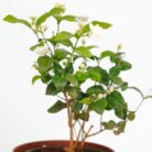 PLANTS- SET-02 068 DSCF0894