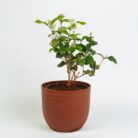 PLANTS- SET-02 069 DSCF0897