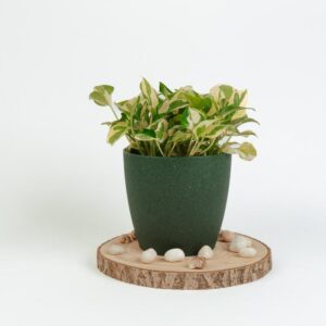 Money Plant - Njoy