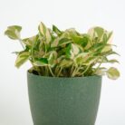 PLANTS- SET-02 073 DSCF0909