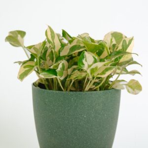 PLANTS- SET-02 073 DSCF0909