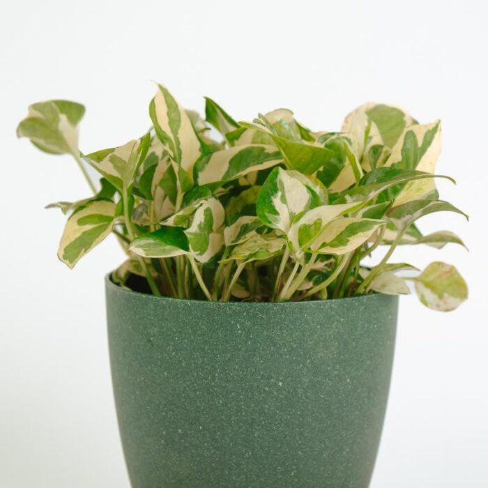 PLANTS- SET-02 073 DSCF0909 PLANTS- SET-02 073 DSCF0909