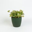 PLANTS- SET-02 074 DSCF0916