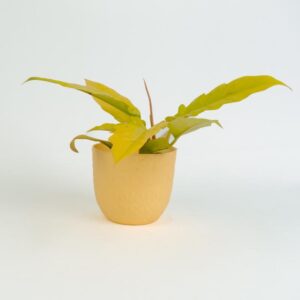 Philodendron Ring Of Fire