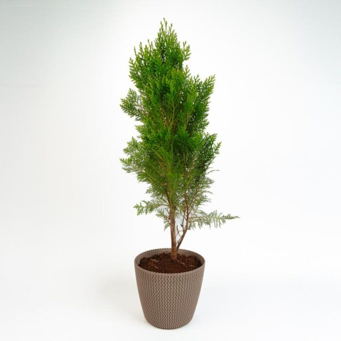 PLANTS- SET-02 081 DSCF0942