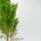 PLANTS- SET-02 082 DSCF0946