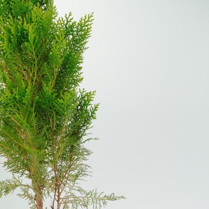 PLANTS- SET-02 082 DSCF0946