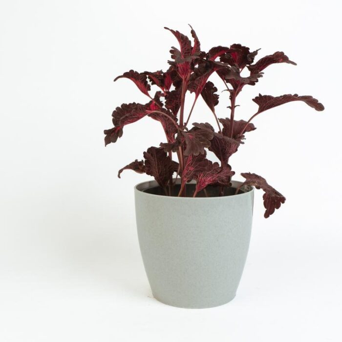 PLANTS- SET-02 083 DSCF0951 PLANTS- SET-02 083 DSCF0951