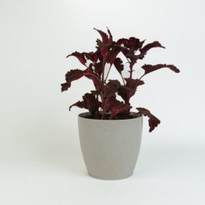 Coleus