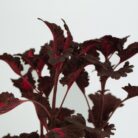 PLANTS- SET-02 085 DSCF0959