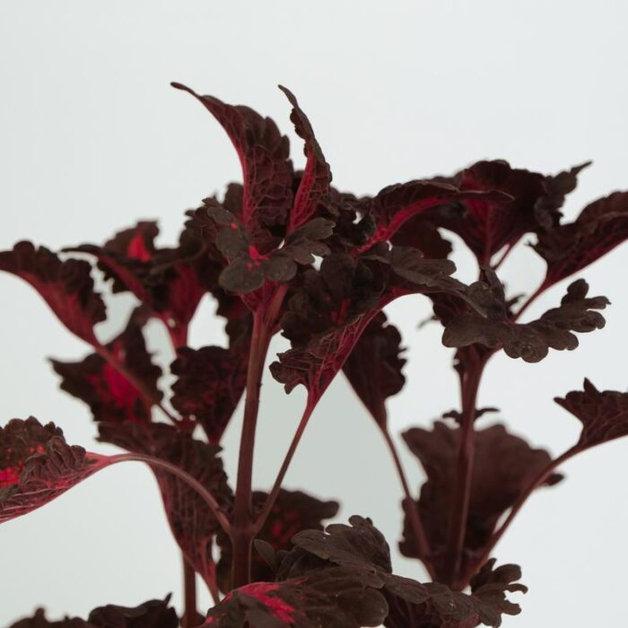 PLANTS- SET-02 085 DSCF0959 PLANTS- SET-02 085 DSCF0959