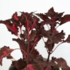 PLANTS- SET-02 086 DSCF0962