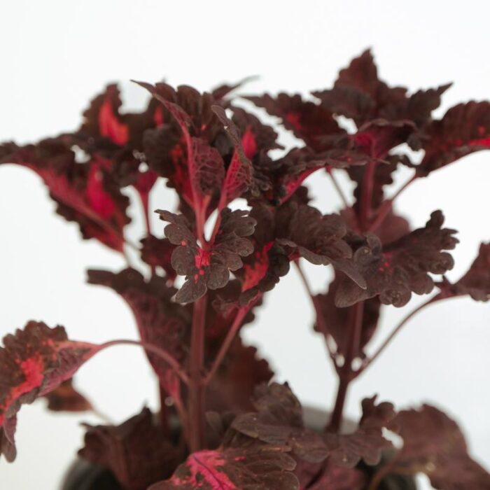 PLANTS- SET-02 086 DSCF0962 PLANTS- SET-02 086 DSCF0962