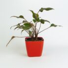 PLANTS- SET-02 087 DSCF0965