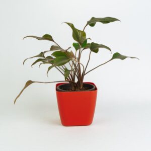 Homalomena - Chocolate