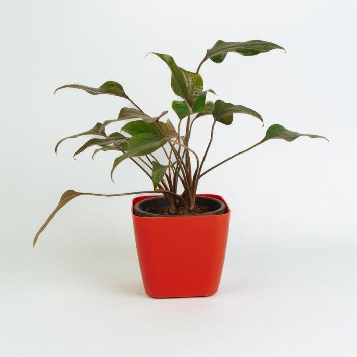 PLANTS- SET-02 087 DSCF0965 PLANTS- SET-02 087 DSCF0965