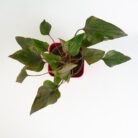 PLANTS- SET-02 088 DSCF0969