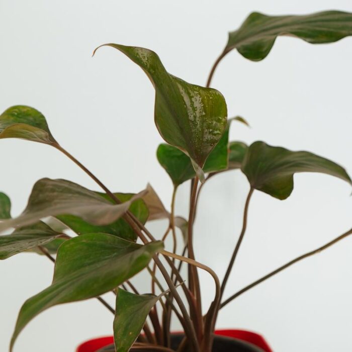 PLANTS- SET-02 089 DSCF0972 PLANTS- SET-02 089 DSCF0972