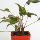 PLANTS- SET-02 090 DSCF0973