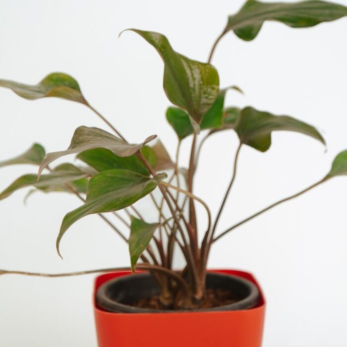 PLANTS- SET-02 090 DSCF0973 PLANTS- SET-02 090 DSCF0973