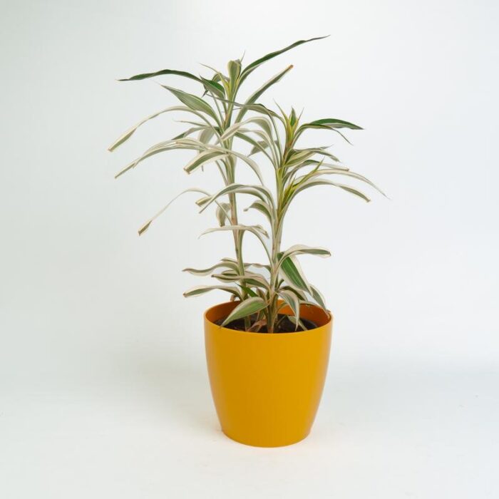 PLANTS- SET-02 100 DSCF0997