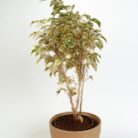 PLANTS- SET-02 103 DSCF1007