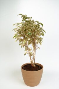 Ficus variegated